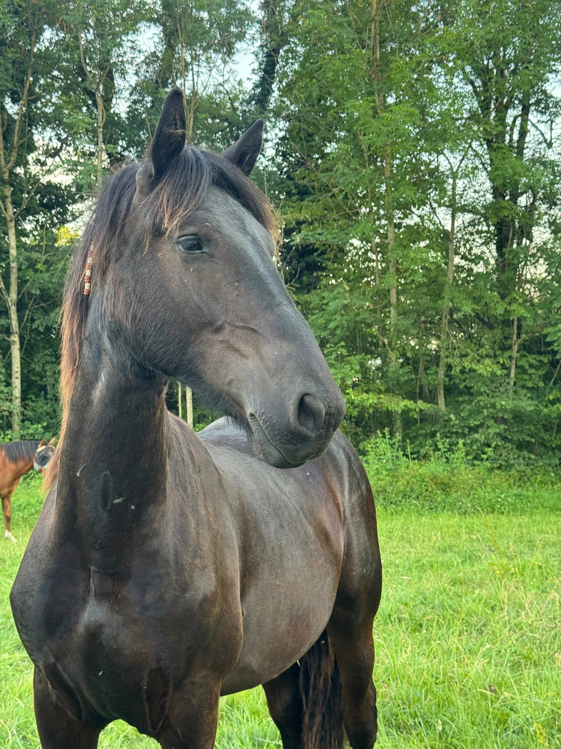 Améliorer son hygiène de vie : les leviers essentiels au quotidien - Ethic Horse