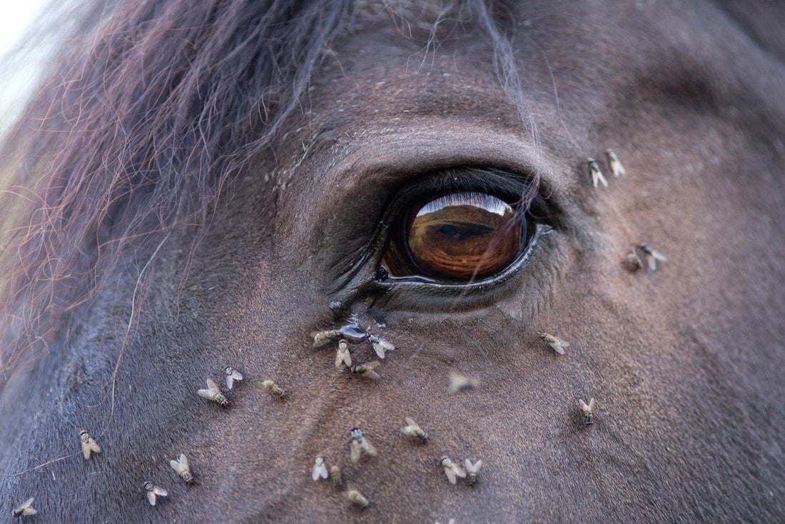 Anti insectes naturel cheval - bien le choisir - Ethic Horse