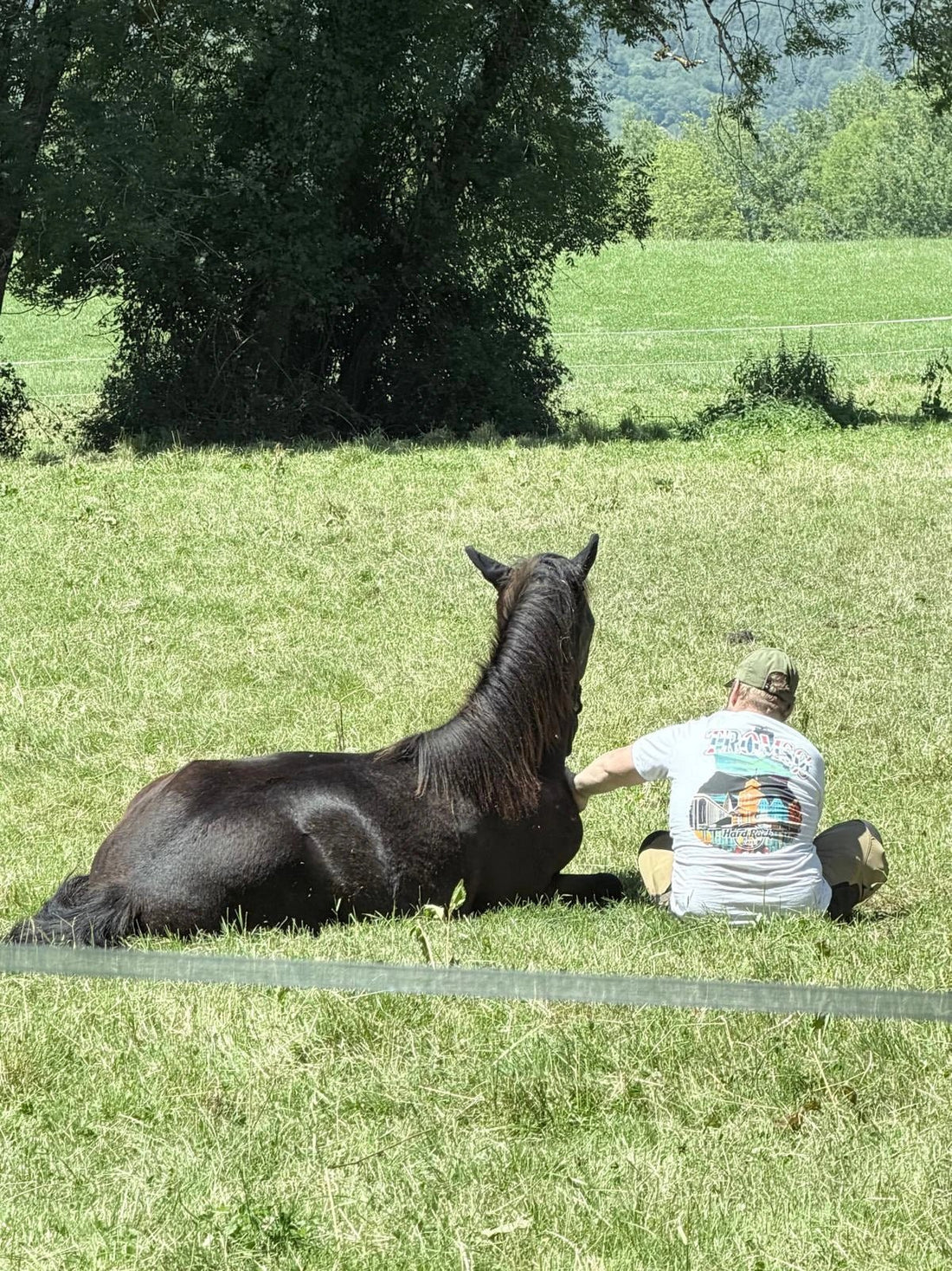 Comment prendre soin d’un cheval au quotidien - Ethic Horse