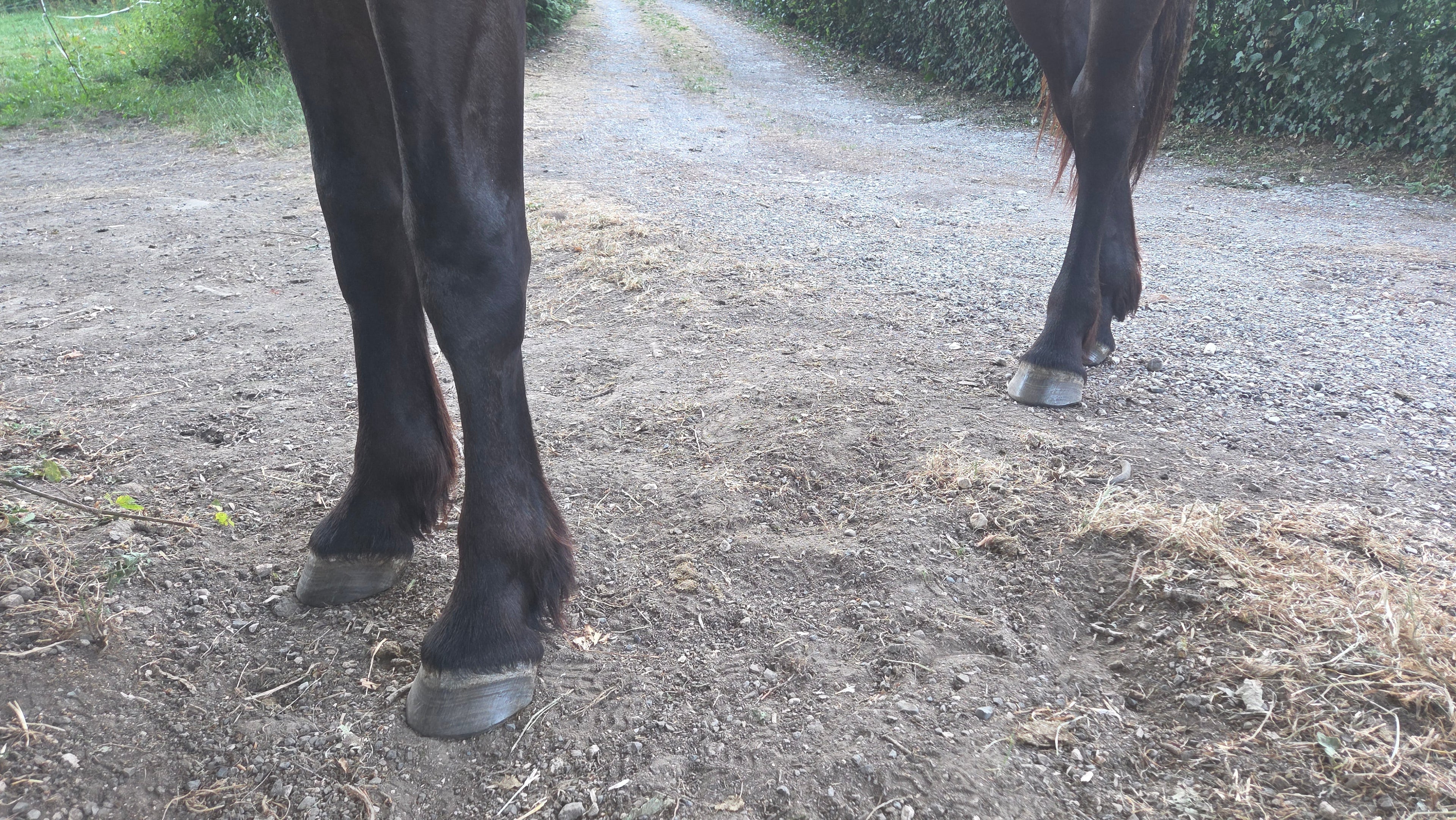 Transition pied nu cheval - bien la préparer - Ethic Horse